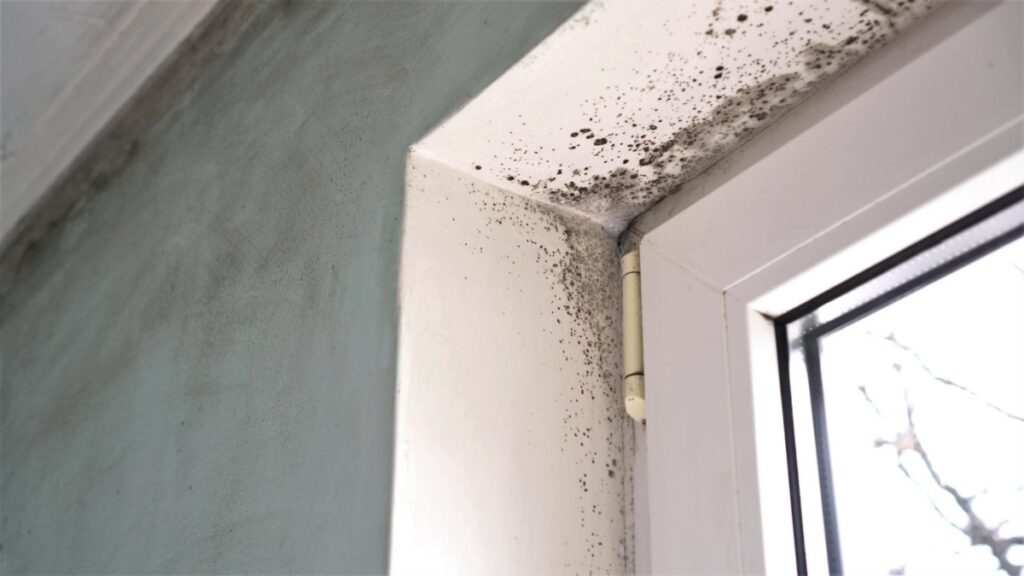 Mould Prevention Tips to Keep Your Toronto Home Safe and Healthy